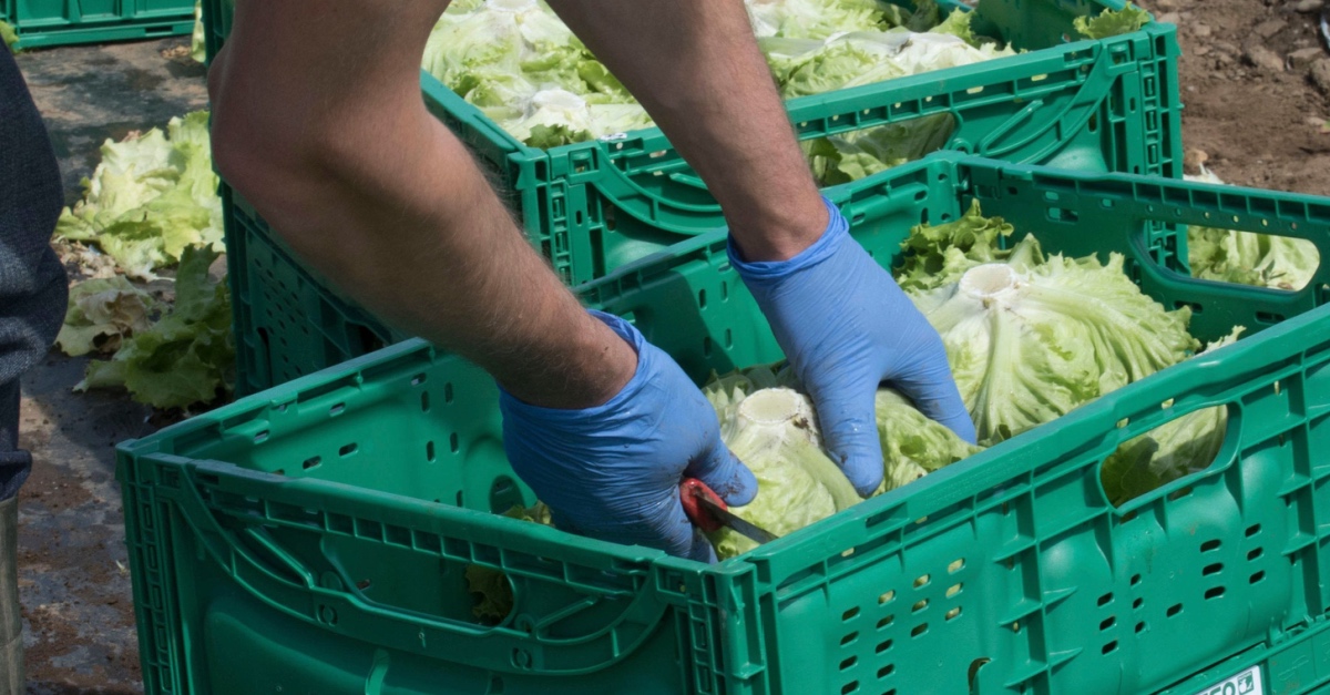 Week in Review Tackling Supply Chains from Food Security to Pharma